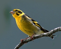 Carduelis spinoides